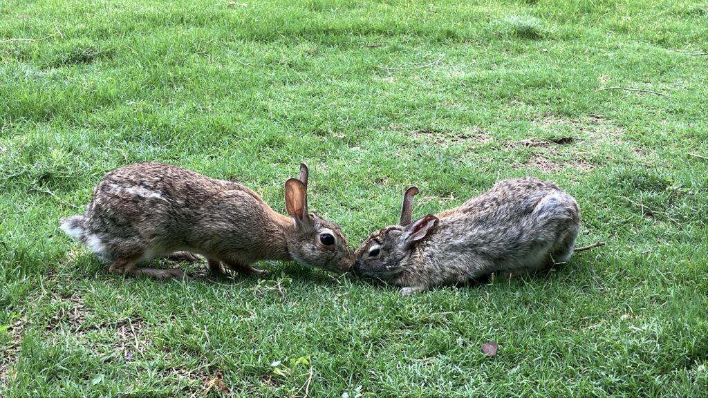 cottontail rabbits